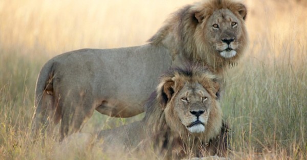 Cecil el león de Zimbabue